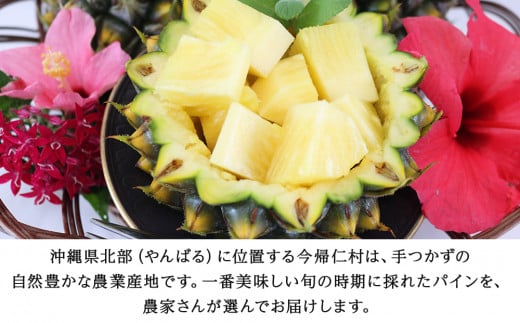 【先行予約】【2026年5月中旬～6月頃配送】今帰仁産パイン