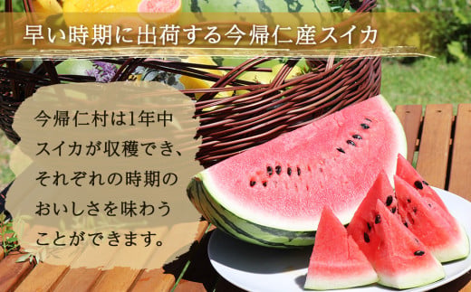 【（有）今帰仁すいか】春のスイカ　4.5kg【2026年3月下旬～5