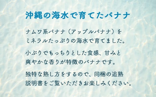 【先行予約 限定50個】うみしおバナナ(2kg）【2026年6月～8月