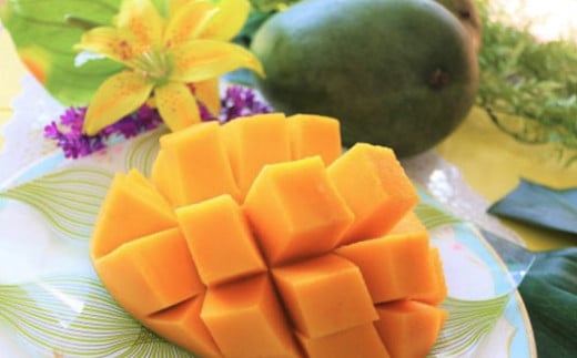 緑のキーツマンゴー1.5kg【2026年8月～9月頃発送】生産者直送