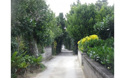 歴史と自然を体感！（今泊集落・フクギ並木の散策コース