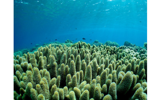 ビーチ体験ダイビング！1ビーチ2名様