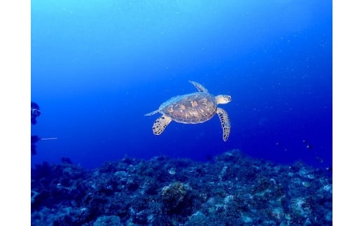 ボート体験ダイビング！1ボート2名様