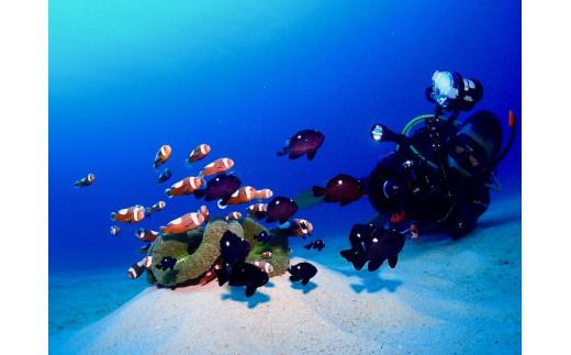 優雅に遊ぶFUNダイビング 2ボート2名様 ※ライセンス保持者