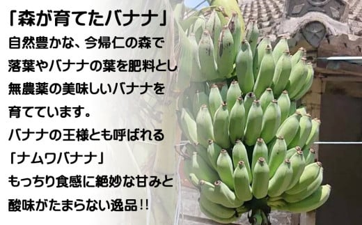今帰仁村産ナムワバナナ（農薬不使用）2kg