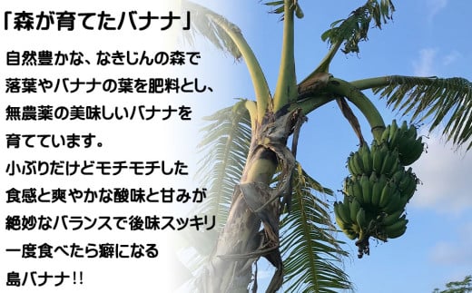 今帰仁村産アップルバナナ（農薬不使用）3kg