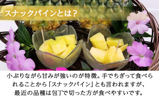 【先行予約】【2026年5月中旬～6月頃配送】今帰仁産パイン