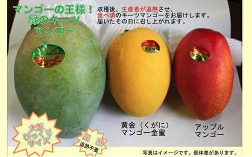 緑のキーツマンゴー2kg【2026年8月～9月頃発送】生産者直送