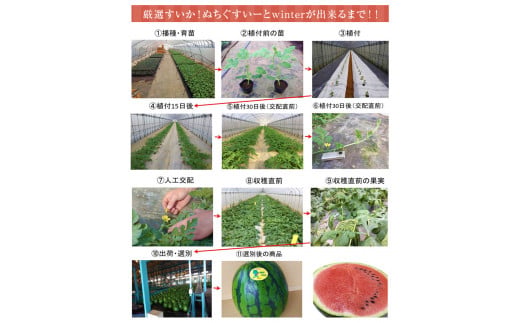 先行予約【JAおきなわ】厳選すいか！ぬちぐすいーとwinter　