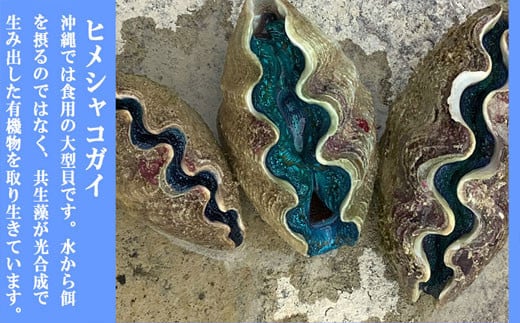 今帰仁産　天然シャコ貝　食べきり2パック