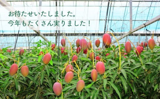 【限定50箱】比嘉さん家の千なりマンゴー(特選・1kg)【2026年