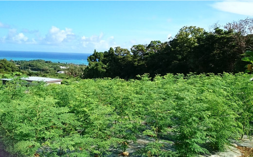 ミラクルツリー「モリンガ」もりもり緑茶パウダー 2袋