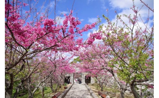 世界遺産！今帰仁城内ガイドツアー