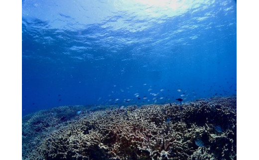 ビーチ体験ダイビング！1ビーチ2名様