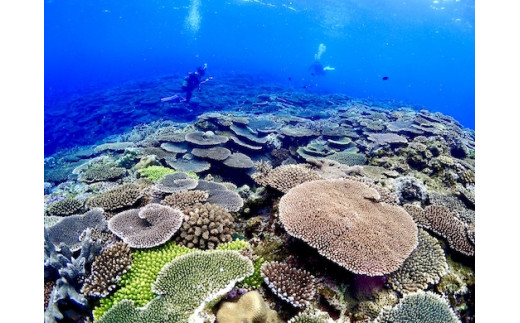 ボート体験ダイビング！1ボート2名様