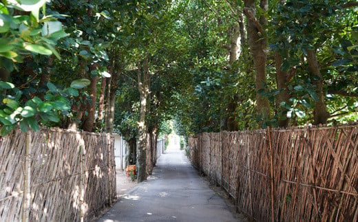 【Eバイクガイドツアー】運転ラクラク！今帰仁の秘密の絶