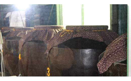 琉球泡盛 「今帰仁城43度古酒」6本セット