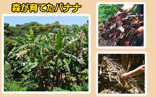 今帰仁村産アップルバナナ（農薬不使用）2kg