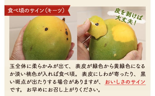 【お試し定期便】今帰仁2色マンゴー（赤・緑）【先行予約