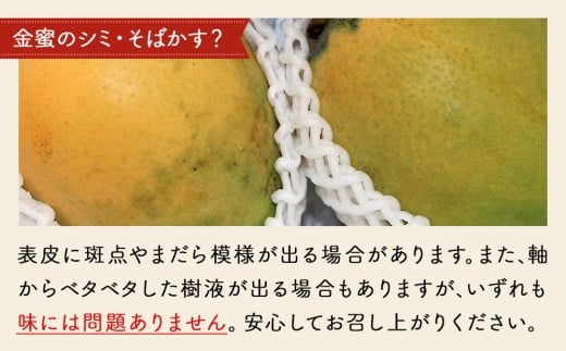 【お試し定期便】稀少3色マンゴー食べ比べセット（赤・黄