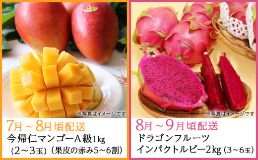 【限定50セット】2026年4月配送開始！今帰仁おすすめフルー