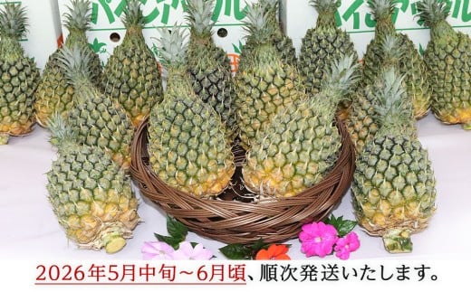 【先行予約】【2026年5月中旬～6月頃配送】今帰仁産パイン