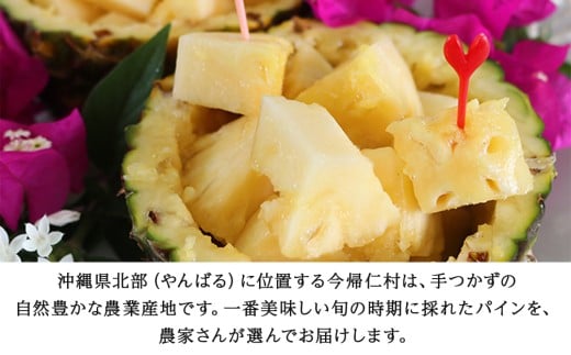 【2026年6～8月頃配送】今帰仁産パインアップル（ゴールド