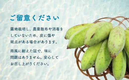 【先行予約 限定50個】うみしおバナナ(2kg）【2026年6月～8月