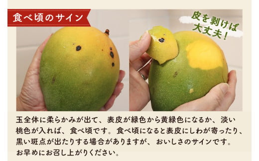 緑のキーツマンゴー1.5kg【2026年8月～9月頃発送】生産者直送