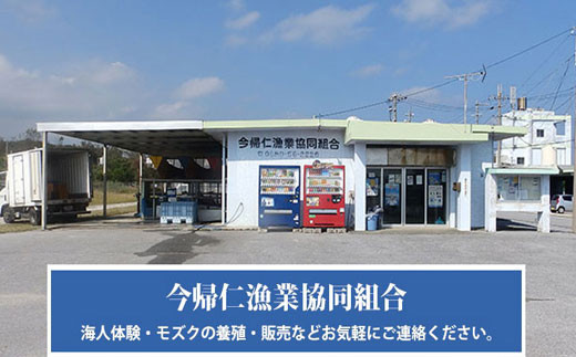 今帰仁村　古宇利島産　養殖　塩もずく　業務用2.5kg