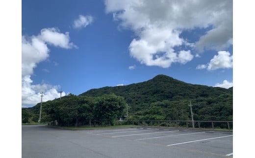 今帰仁のパワースポット！クバの御嶽めぐりツアー