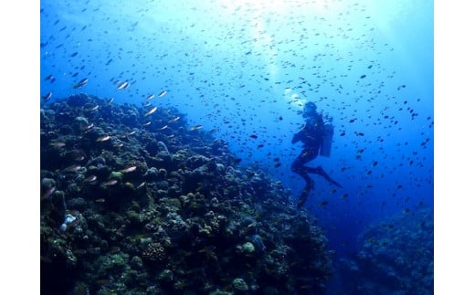 ボート体験ダイビング！1ボート2名様