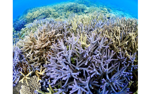 優雅に遊ぶFUNダイビング 2ボート2名様 ※ライセンス保持者