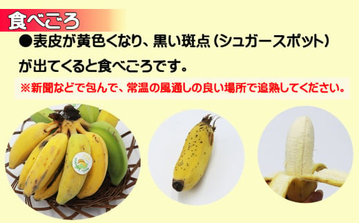 今帰仁村産アップルバナナ（農薬不使用）2kg