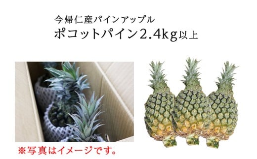 【先行予約】【2026年5月中旬～6月頃配送】今帰仁産パイン