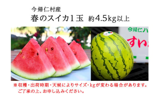 【（有）今帰仁すいか】春のスイカ　4.5kg【2026年3月下旬～5