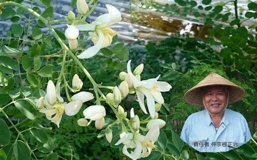 ミラクルツリー「モリンガ」もりもり健康茶　3袋セット