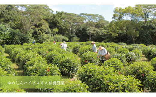 ハイビスカス　シャンプー
