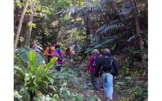 歴史と自然を体感！（ハンタ道と今帰仁城外周コース）