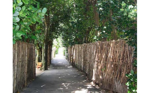 歴史と自然を体感！（今泊集落・フクギ並木の散策コース