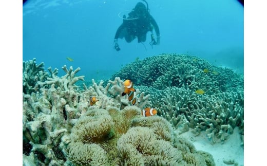 ビーチ体験ダイビング！1ビーチ2名様