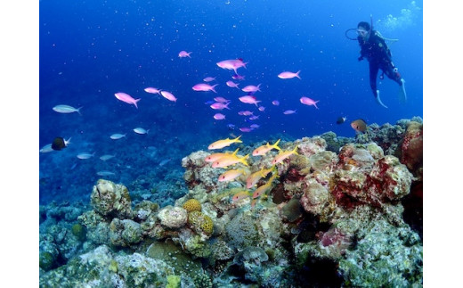 ボート体験ダイビング！1ボート2名様