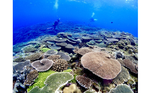 優雅に遊ぶFUNダイビング 2ボート2名様 ※ライセンス保持者