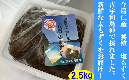 今帰仁村　古宇利島産　養殖　塩もずく　業務用2.5kg