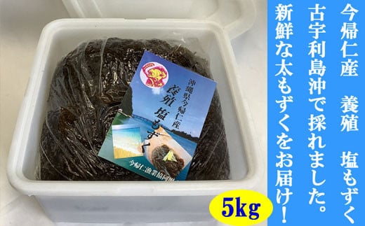 今帰仁村　古宇利島産　養殖　塩もずく　大容量5kg