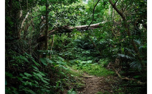 今帰仁のパワースポット！クバの御嶽めぐりツアー