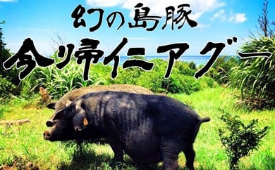 産直「今帰仁アグー」まるごと一頭分（約31kg）分割配送可