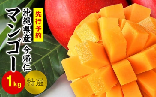 今帰仁マンゴー特選1kg以上【先行予約】【2026年6月中旬～8