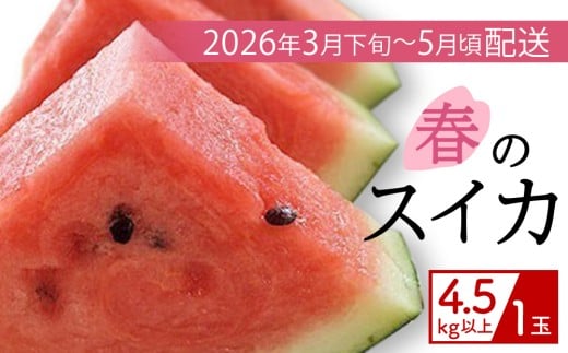 【（有）今帰仁すいか】春のスイカ　4.5kg【2026年3月下旬～5
