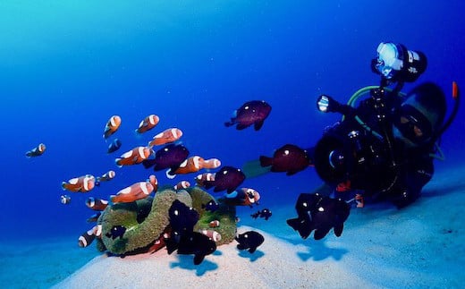 ボート体験ダイビング！1ボート2名様